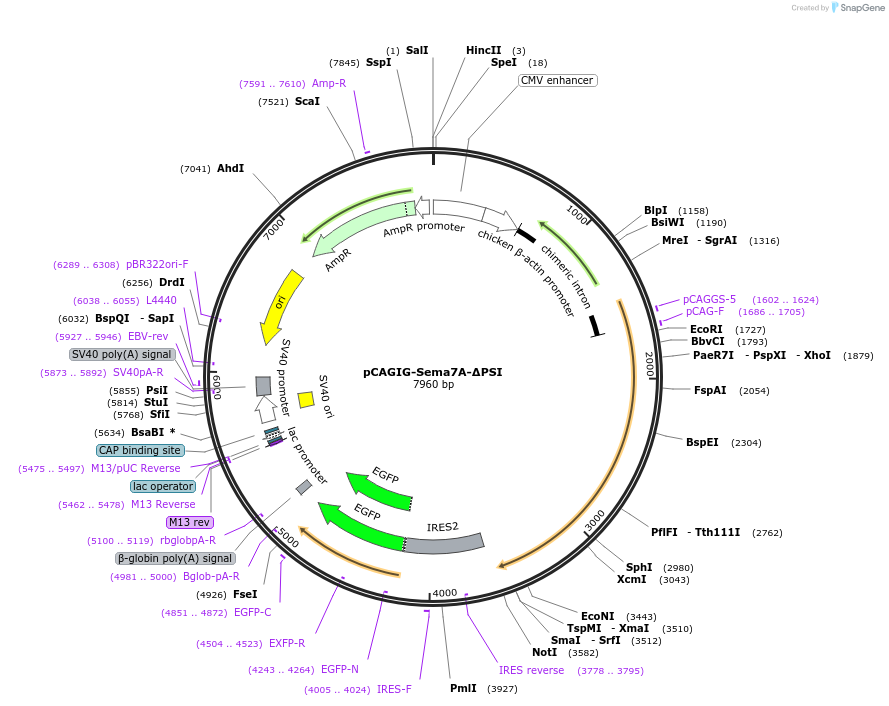 190649-plasmid-map-sequence-id-436895