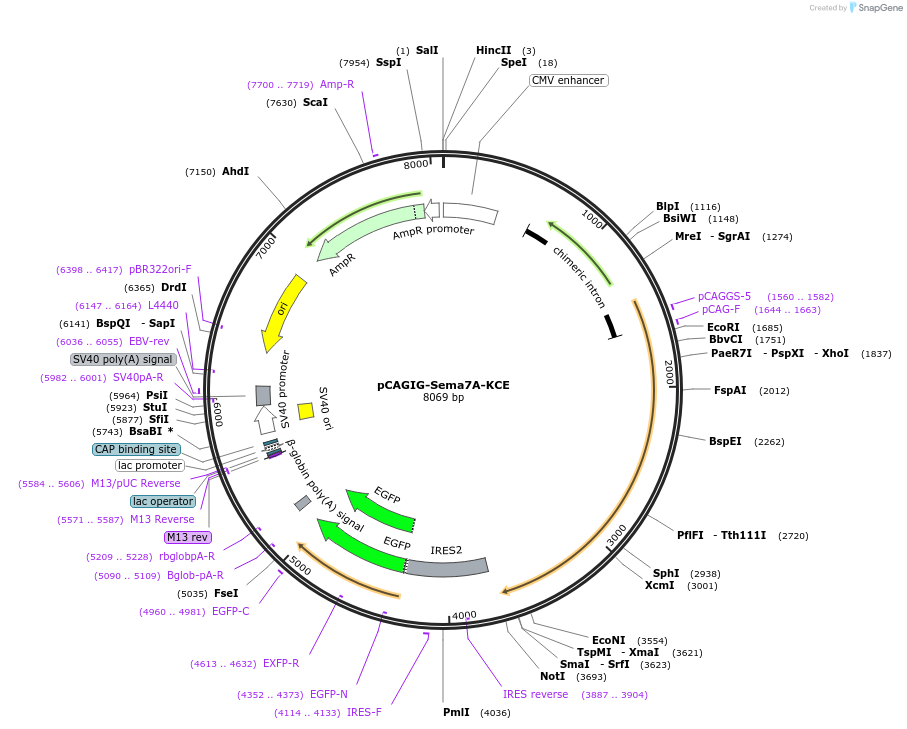 190651-plasmid-map-sequence-id-436897
