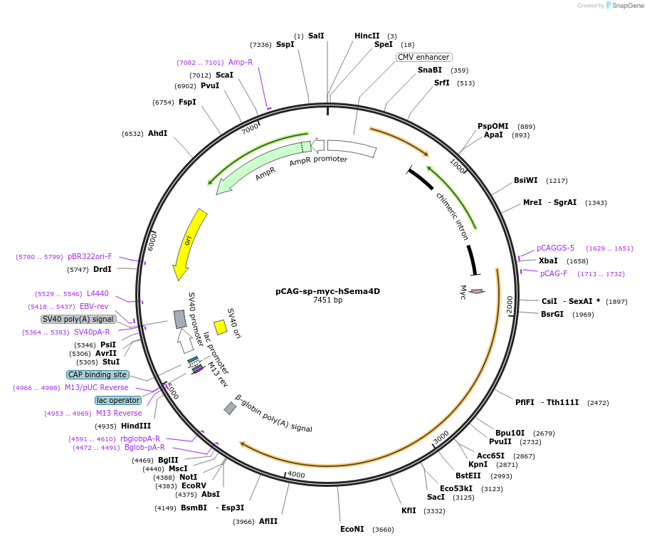 190654-plasmid-map-sequence-id-436898