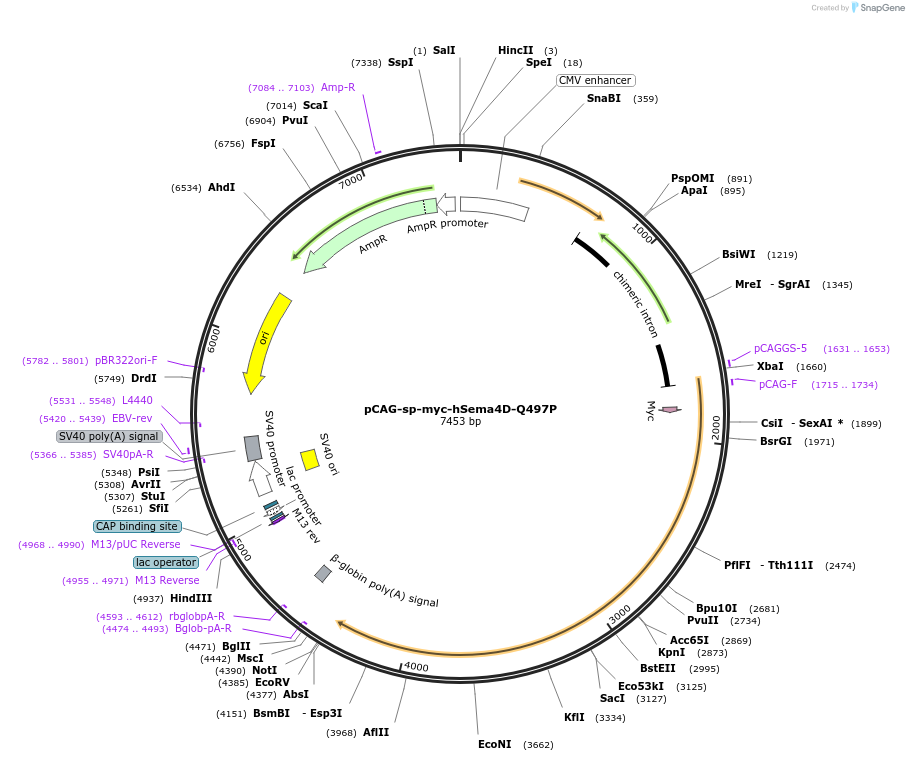 190655-plasmid-map-sequence-id-436901