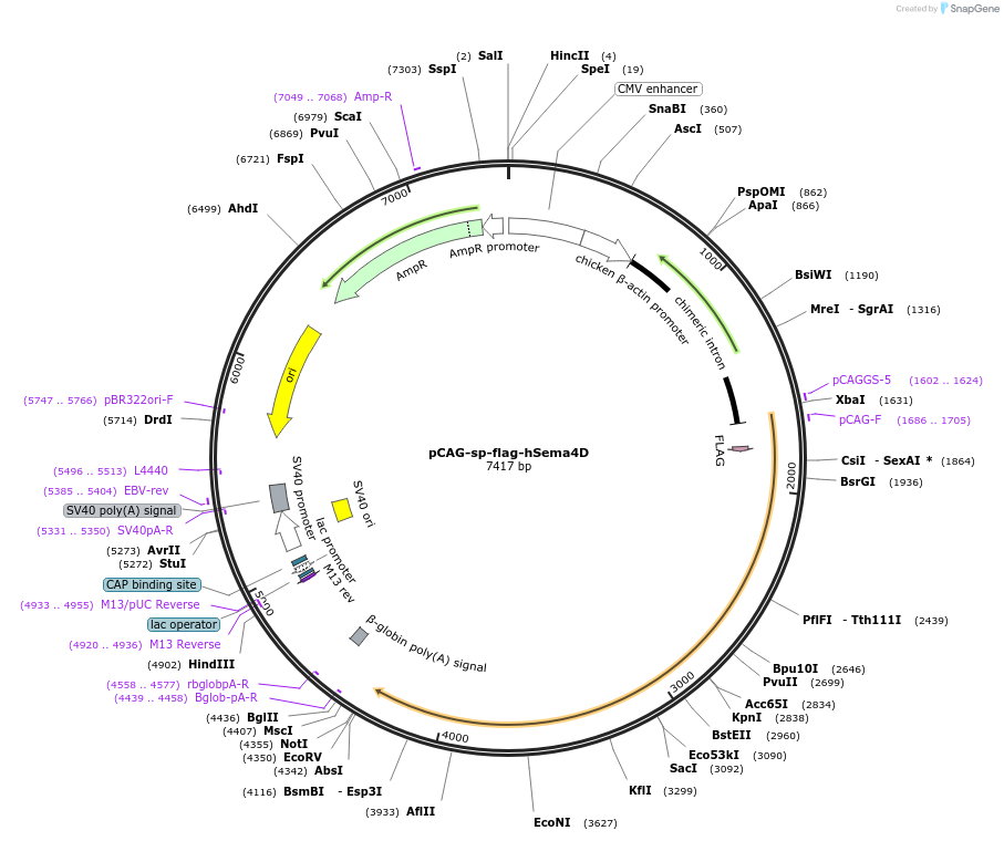 190656-plasmid-map-sequence-id-436902