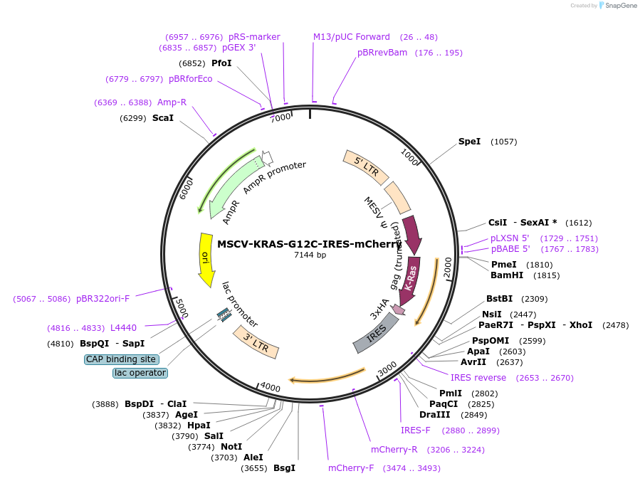 221021-plasmid-map-sequence-id-436922