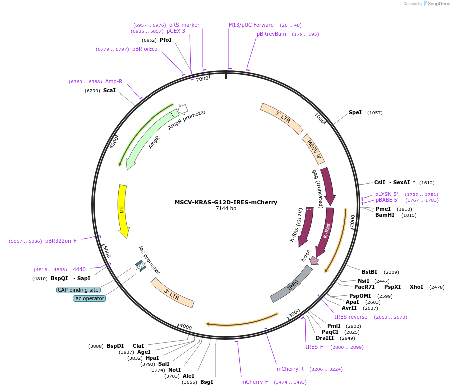 221022-plasmid-map-sequence-id-436923
