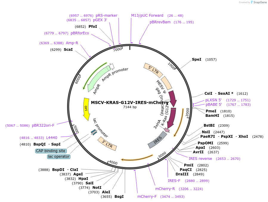 221025-plasmid-map-sequence-id-436931