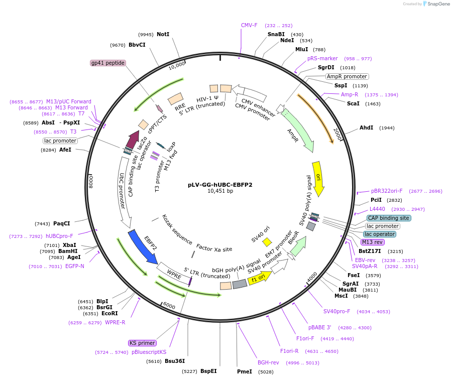 212314-plasmid-map-sequence-id-436940