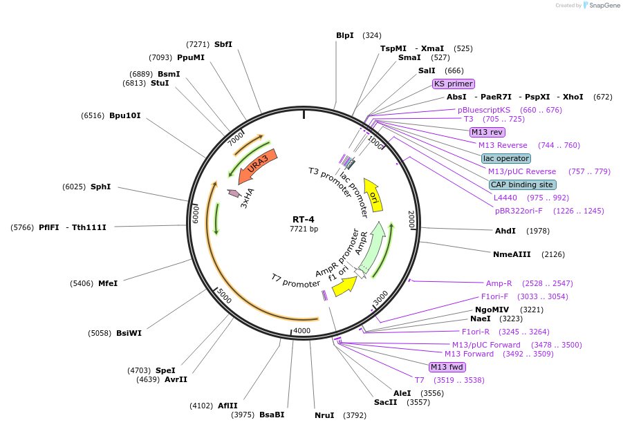 220443-plasmid-map-sequence-id-436941