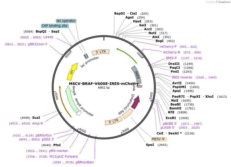 221026-plasmid-map-sequence-id-436952