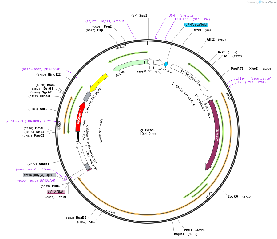 220621-plasmid-map-sequence-id-436953