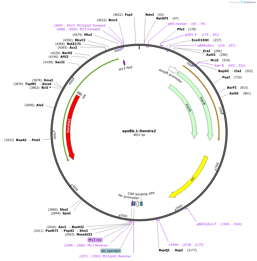 218180-plasmid-map-sequence-id-436965