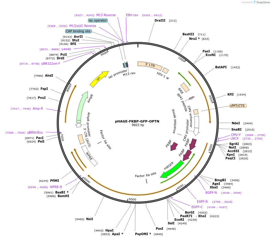 208866-plasmid-map-sequence-id-436968