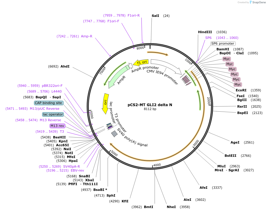 17649-plasmid-map-sequence-id-436977
