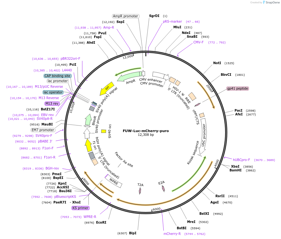 183685-plasmid-map-sequence-id-436982
