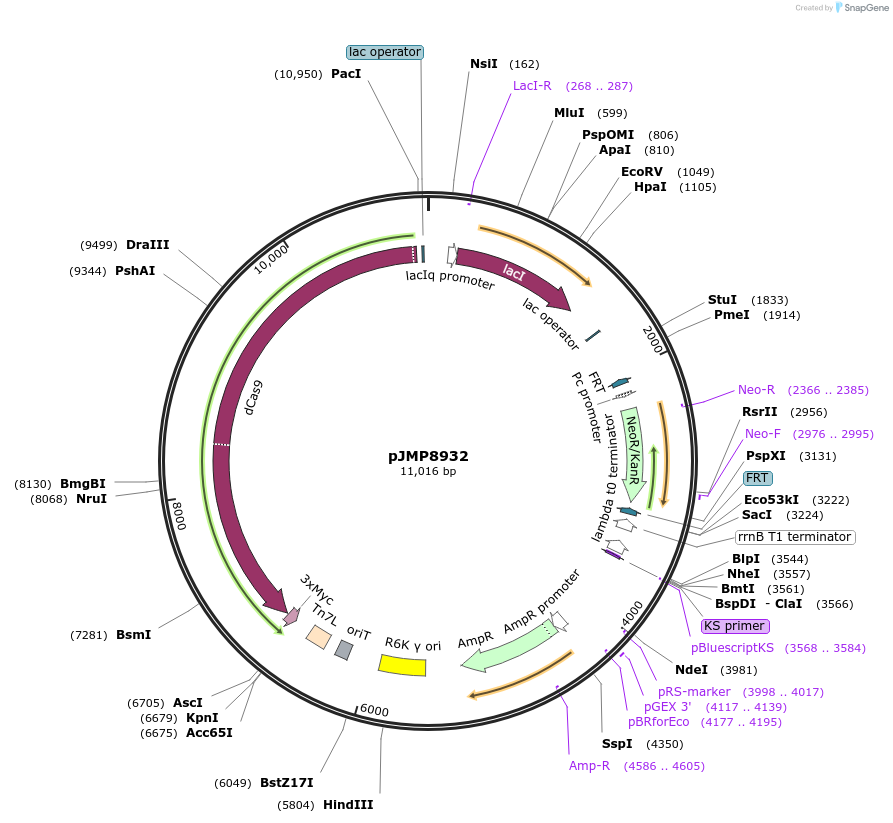 220906-plasmid-map-sequence-id-436983