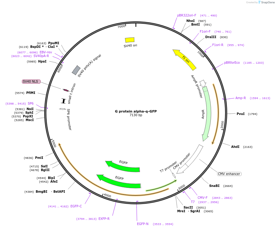 66080-plasmid-map-sequence-id-436984