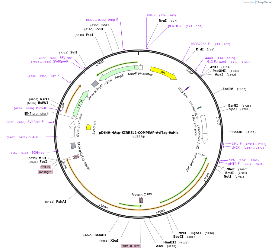 157444-plasmid-map-sequence-id-436986