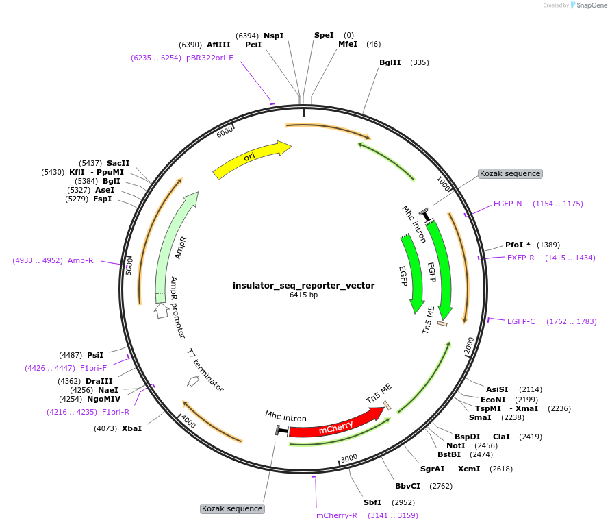221460-plasmid-map-sequence-id-437008