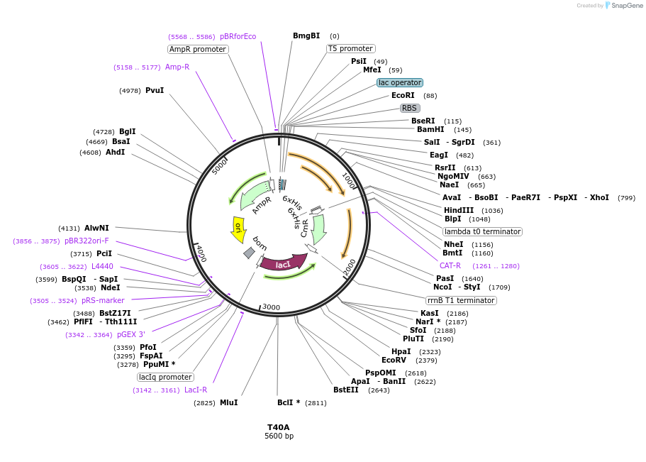 217911-plasmid-map-sequence-id-437011