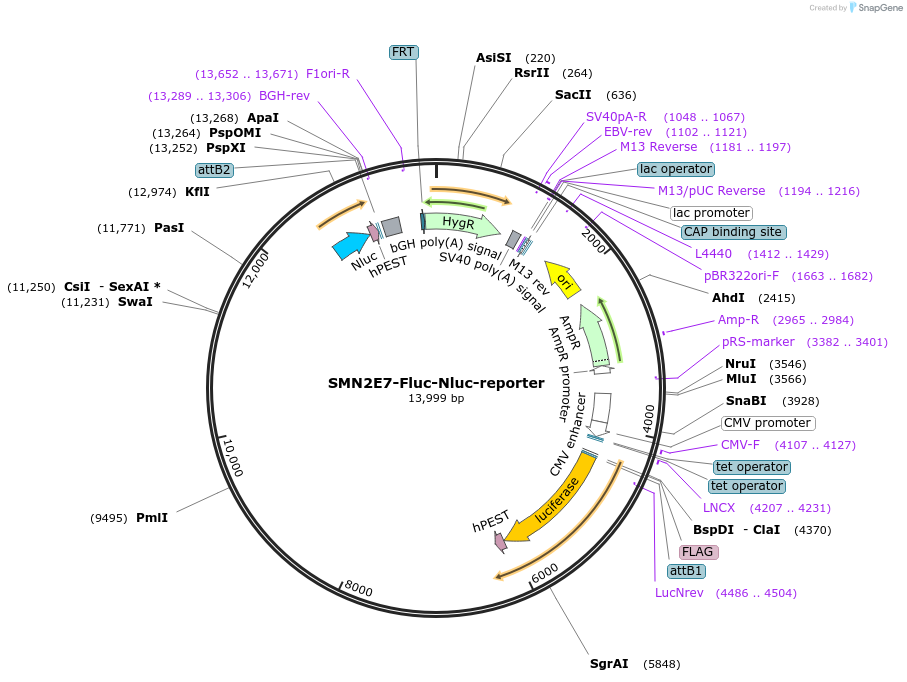 221005-plasmid-map-sequence-id-437012