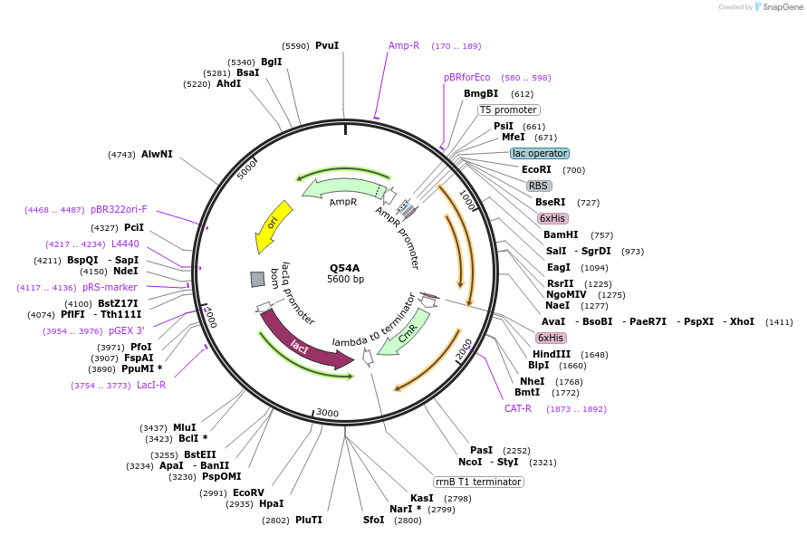 217912-plasmid-map-sequence-id-437013
