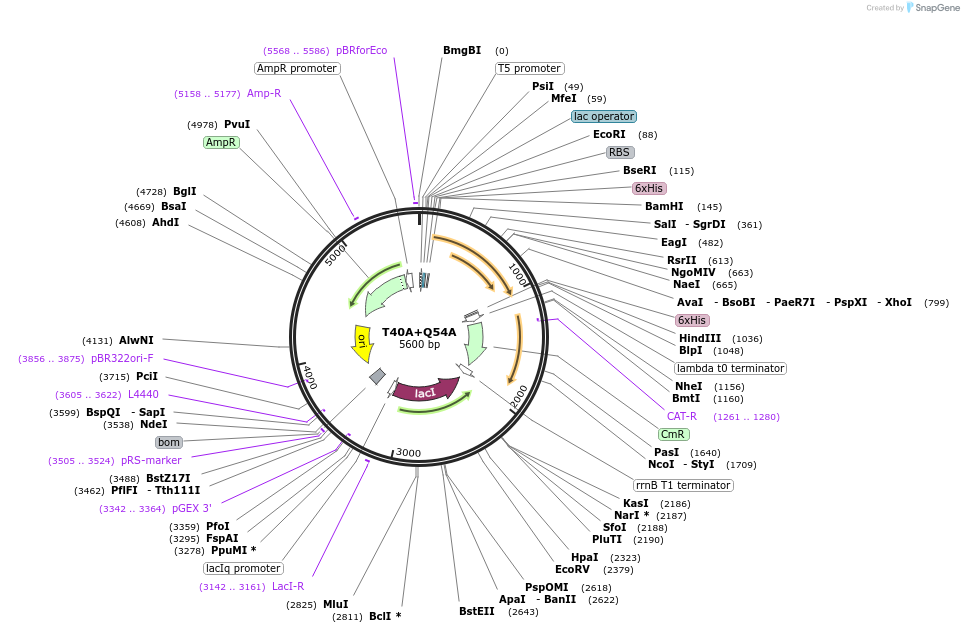 217913-plasmid-map-sequence-id-437015
