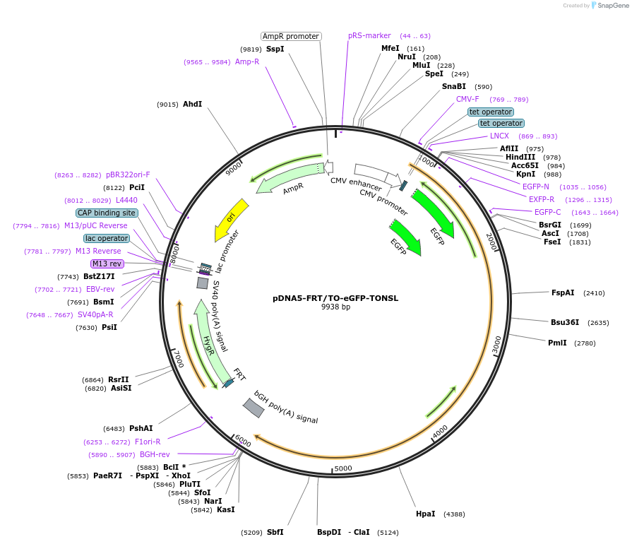 221012-plasmid-map-sequence-id-437036