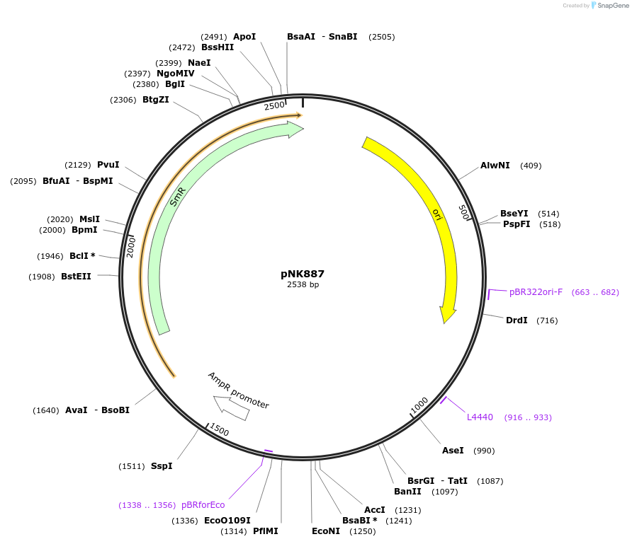 219728-plasmid-map-sequence-id-437059