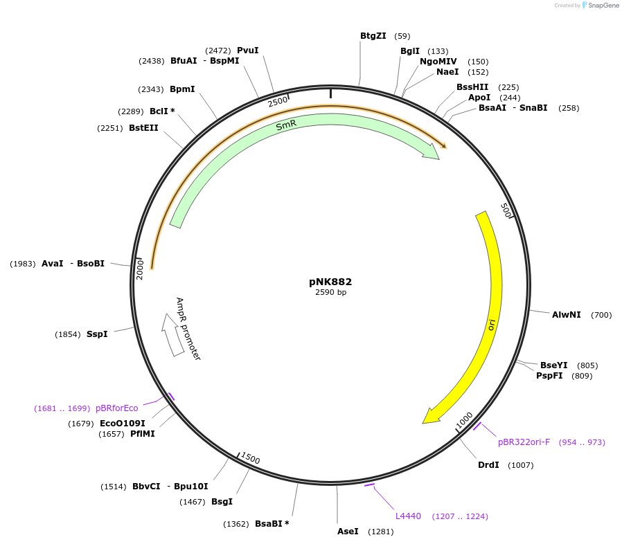 219729-plasmid-map-sequence-id-437067