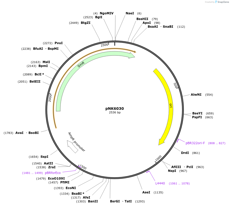 219732-plasmid-map-sequence-id-437071