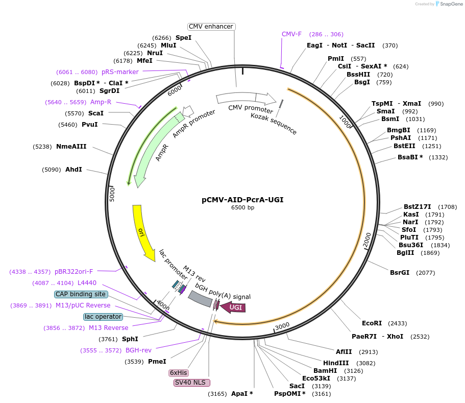221220-plasmid-map-sequence-id-437077