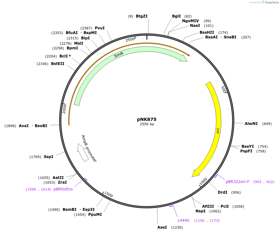 219735-plasmid-map-sequence-id-437079