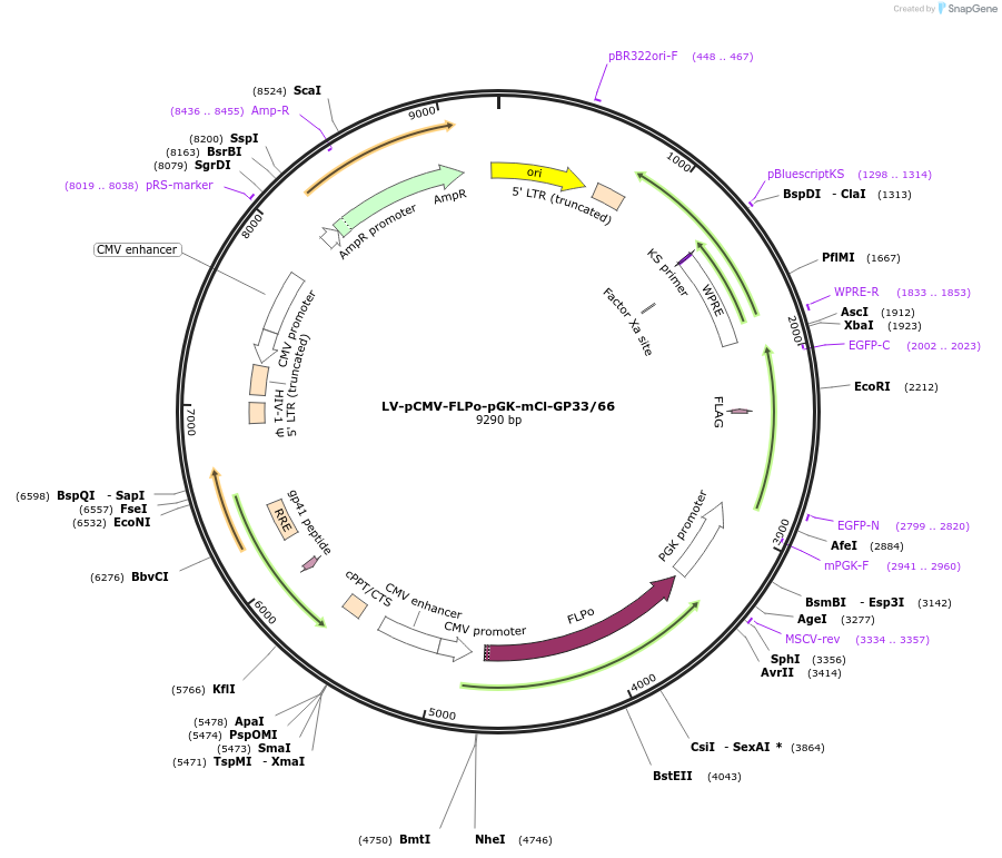 216481-plasmid-map-sequence-id-437083