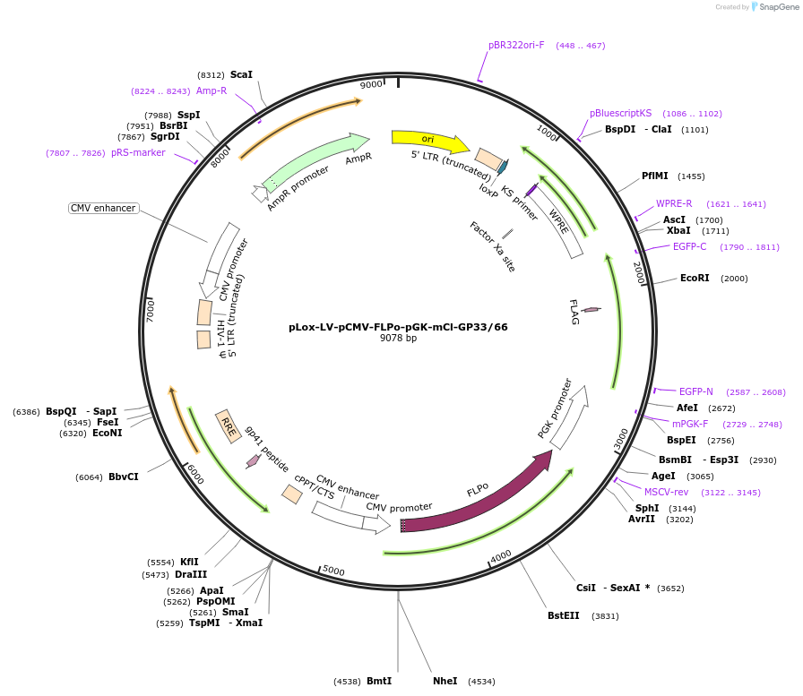 216482-plasmid-map-sequence-id-437085