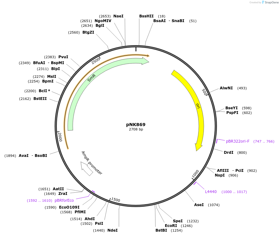 219737-plasmid-map-sequence-id-437087