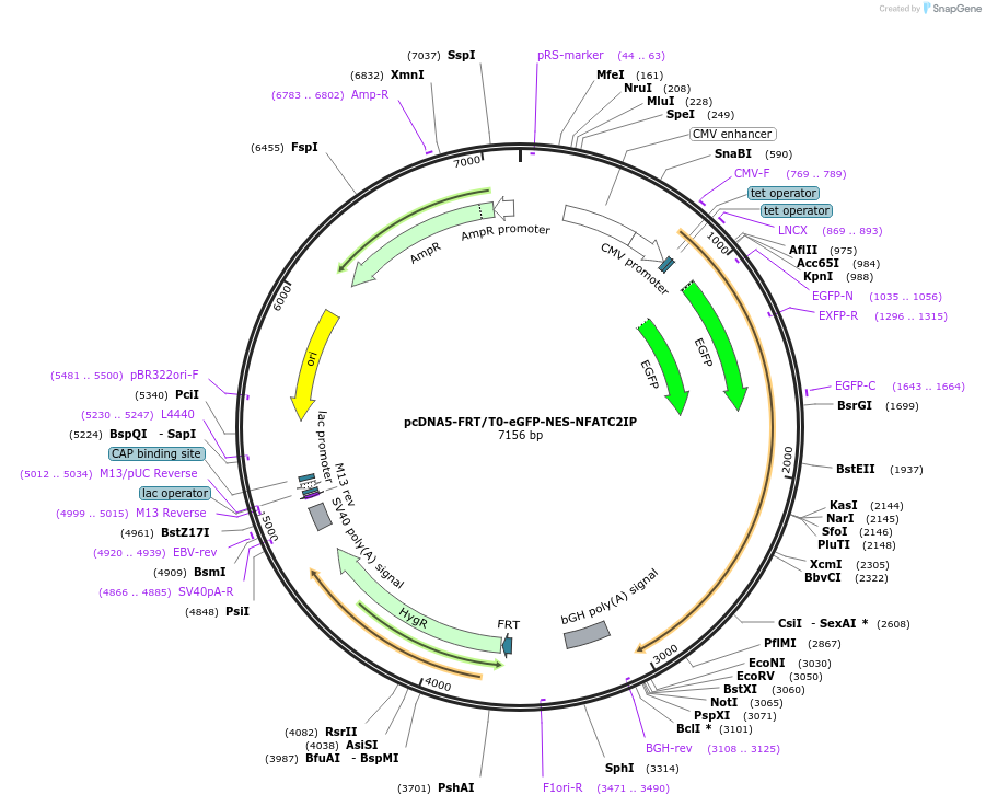 221446-plasmid-map-sequence-id-437089