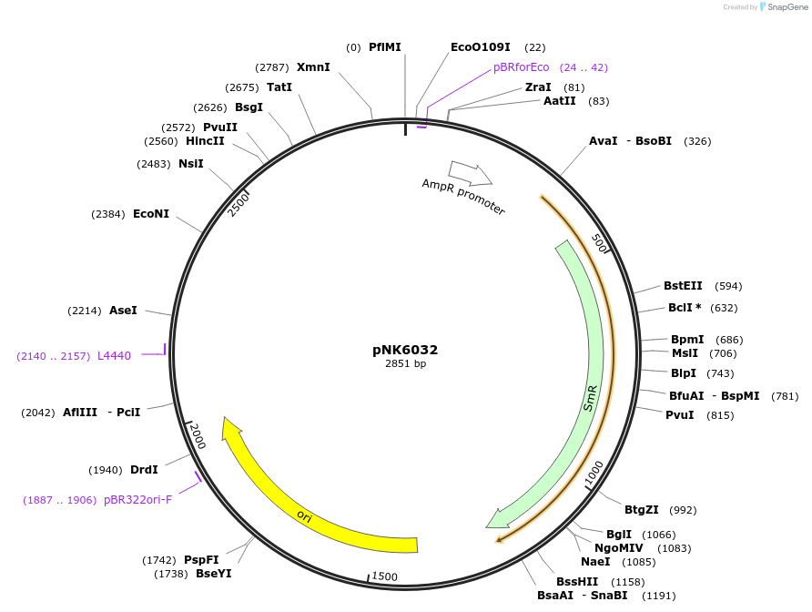 219738-plasmid-map-sequence-id-437090