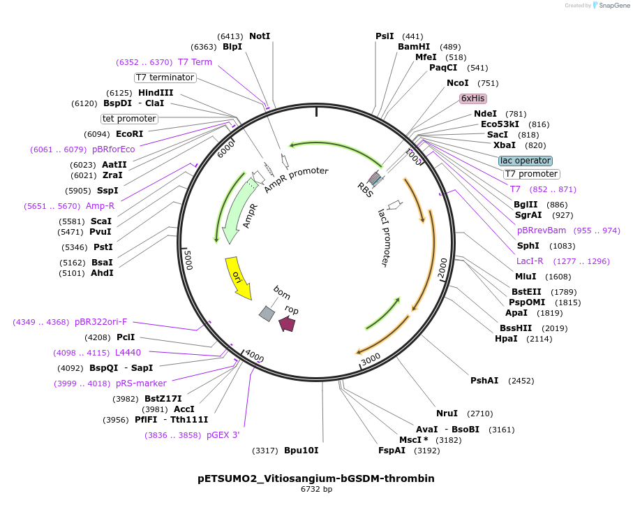 222099-plasmid-map-sequence-id-437094