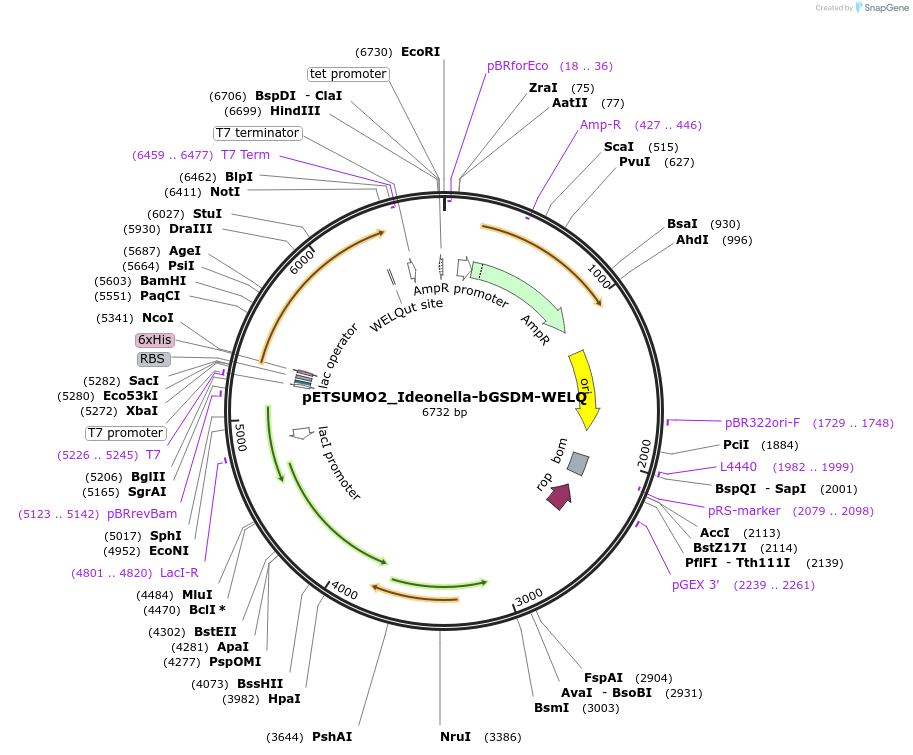 222098-plasmid-map-sequence-id-437096