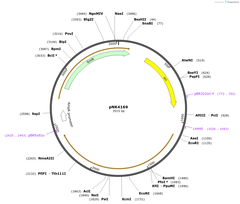 219744-plasmid-map-sequence-id-437109