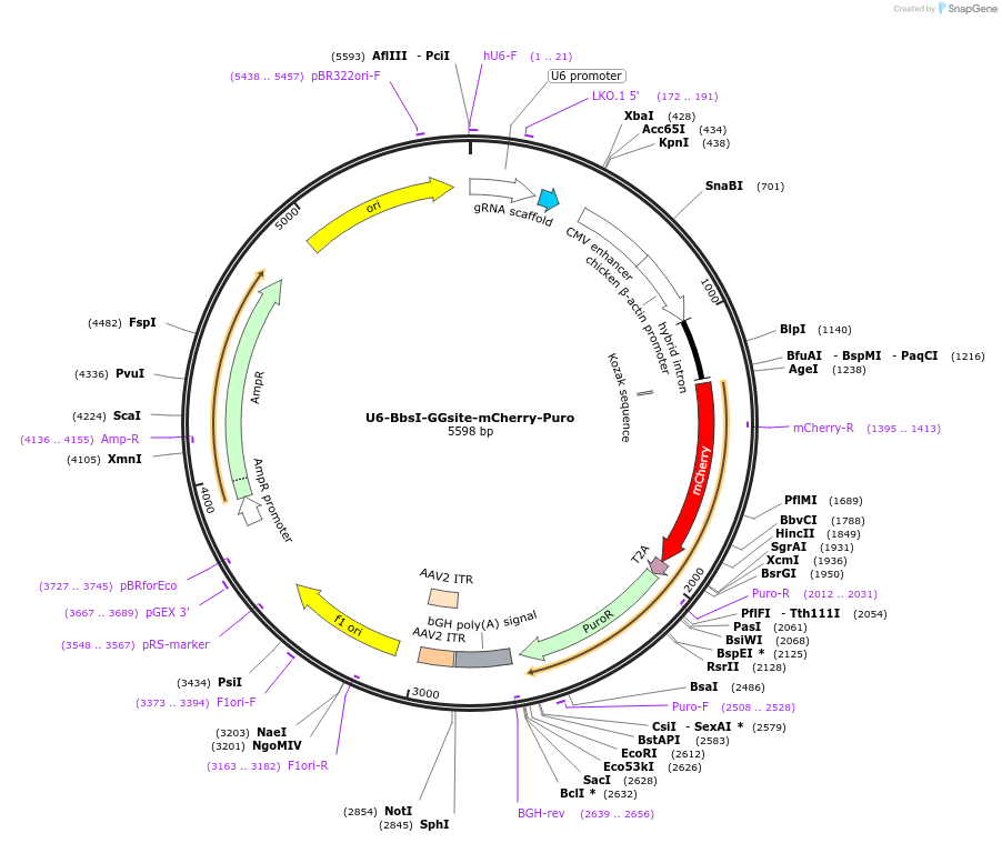 221232-plasmid-map-sequence-id-437112