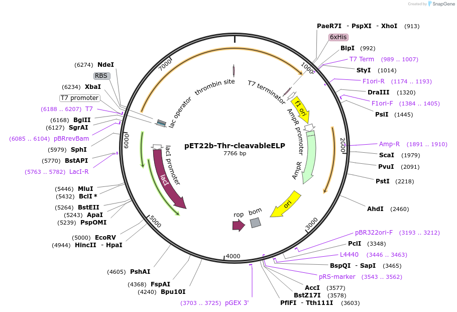219405-plasmid-map-sequence-id-437131