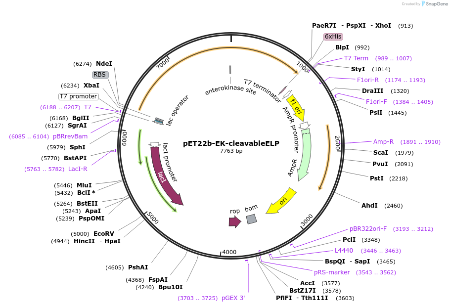 219404-plasmid-map-sequence-id-437133