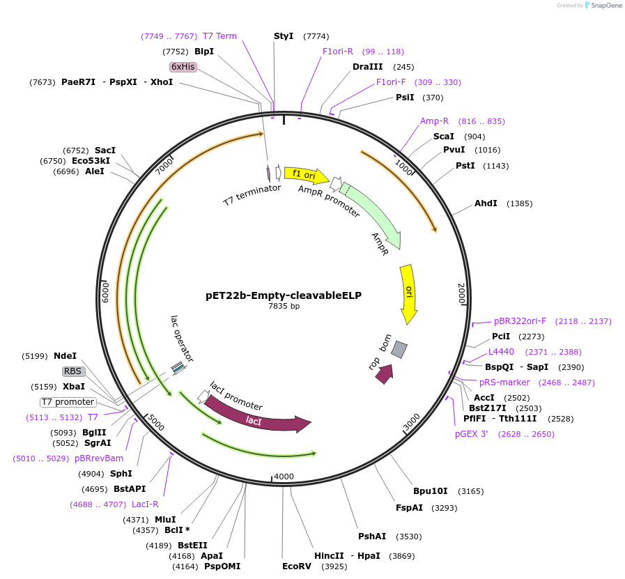 219401-plasmid-map-sequence-id-437137