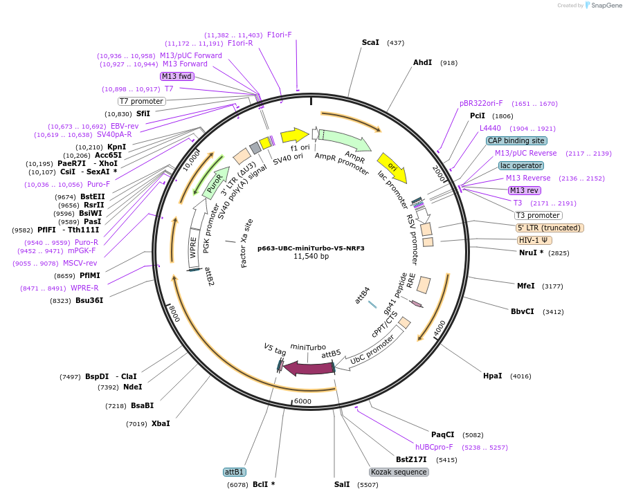 207815-plasmid-map-sequence-id-437140