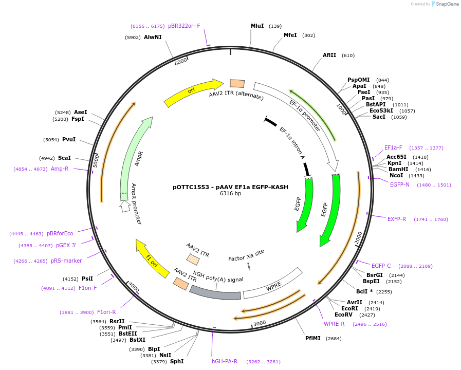 131682-plasmid-map-sequence-id-437143
