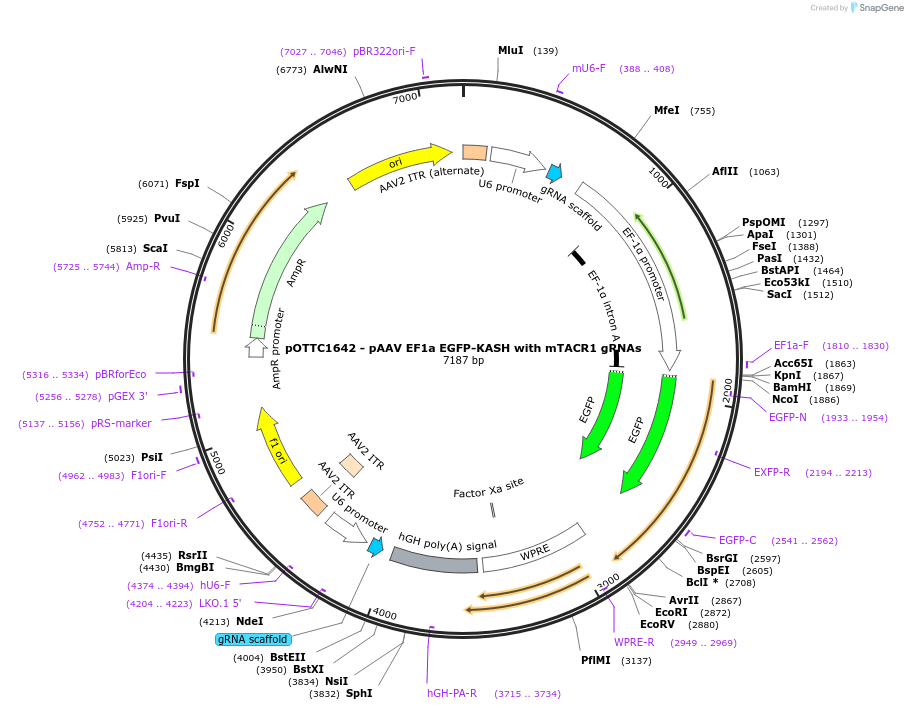 195018-plasmid-map-sequence-id-437145