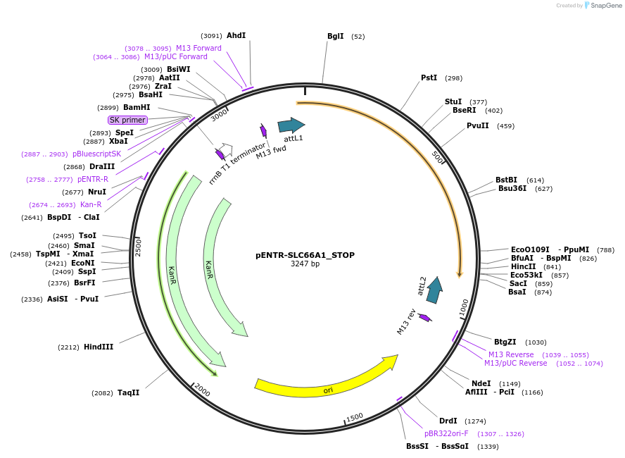 221418-plasmid-map-sequence-id-437149