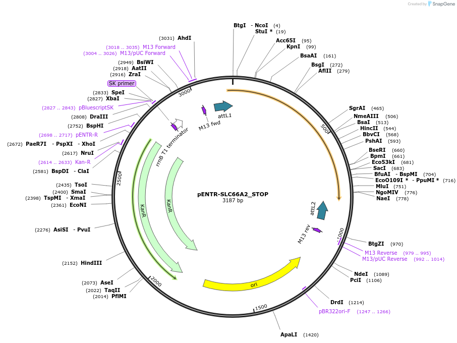 221419-plasmid-map-sequence-id-437150