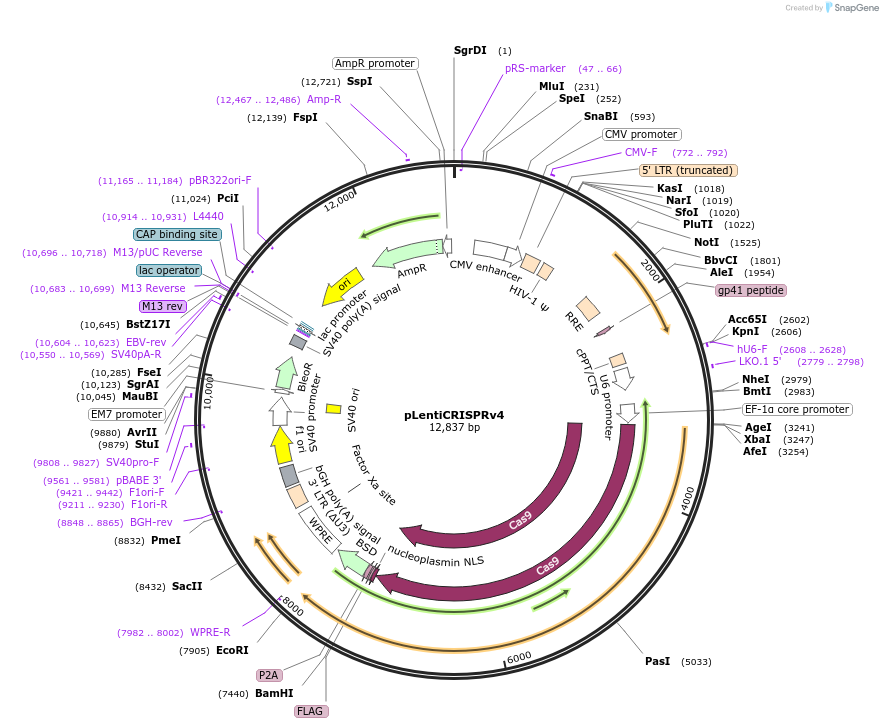 221432-plasmid-map-sequence-id-437167