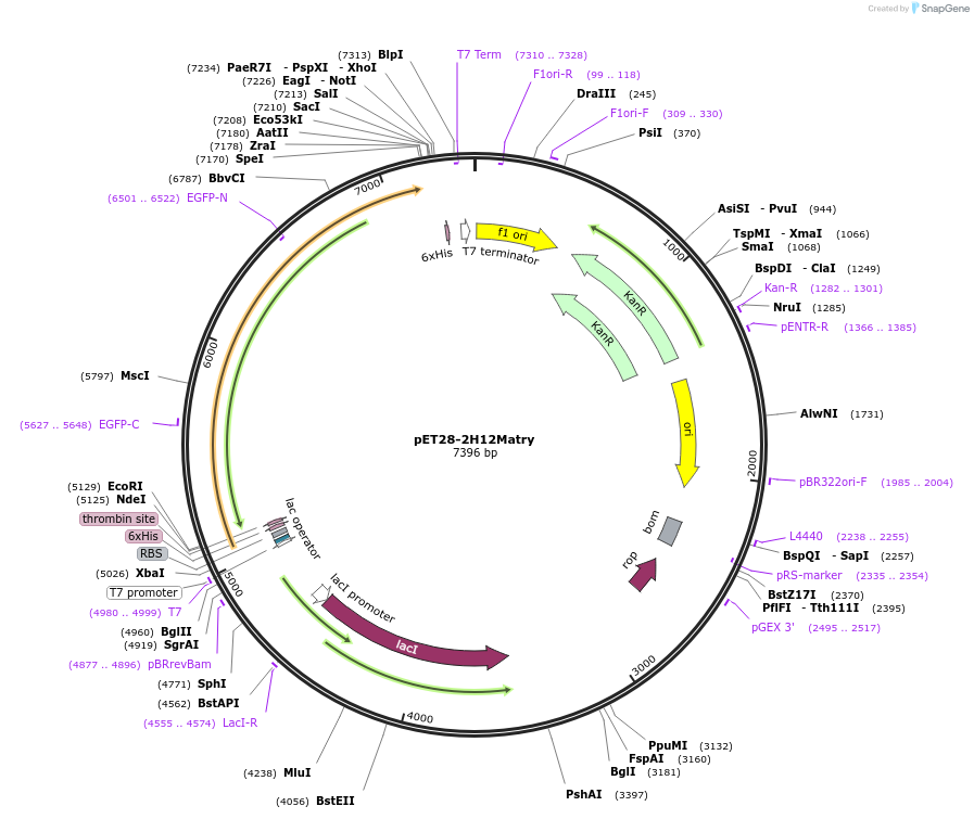 221187-plasmid-map-sequence-id-437181