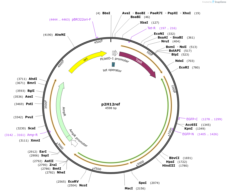 221188-plasmid-map-sequence-id-437182
